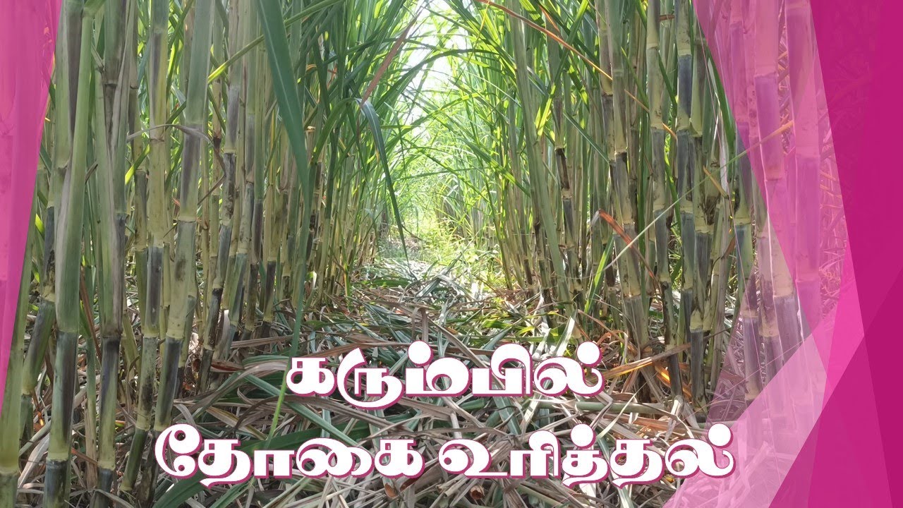 கரும்பில் தோகை உரித்தல் /Sugarcane detrashing