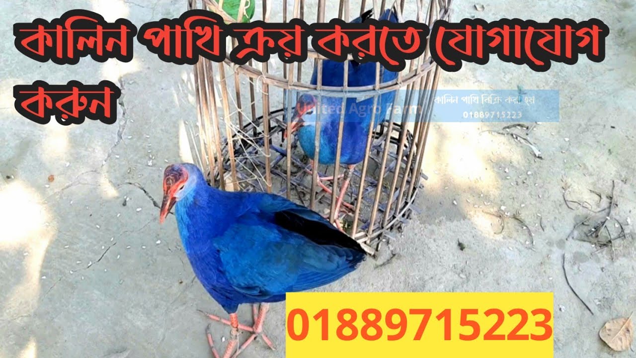 আলহামদুলিল্লাহ,,🦚কালিম পাখি রানিং পাখি ক্রয় করতে যোগাযোগ করুন ইনশাল্লাহ 01889715233