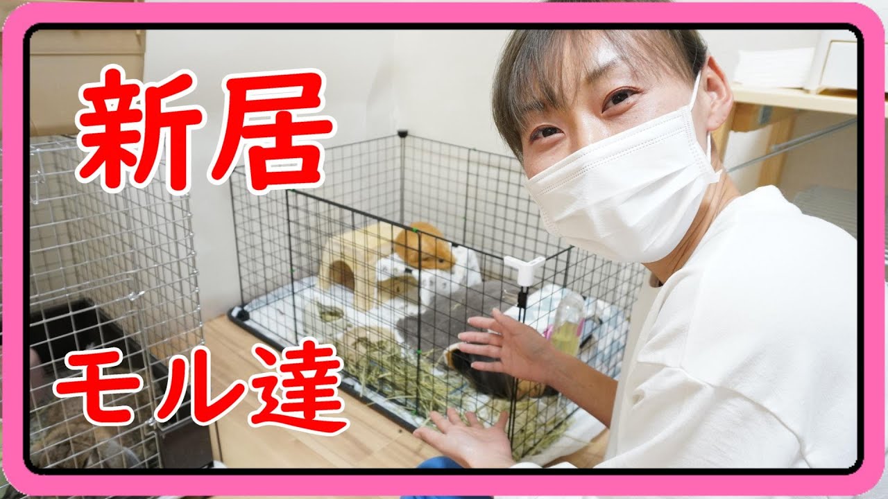 【自作ケージ】モルモット♂のお試し共同生活始めました