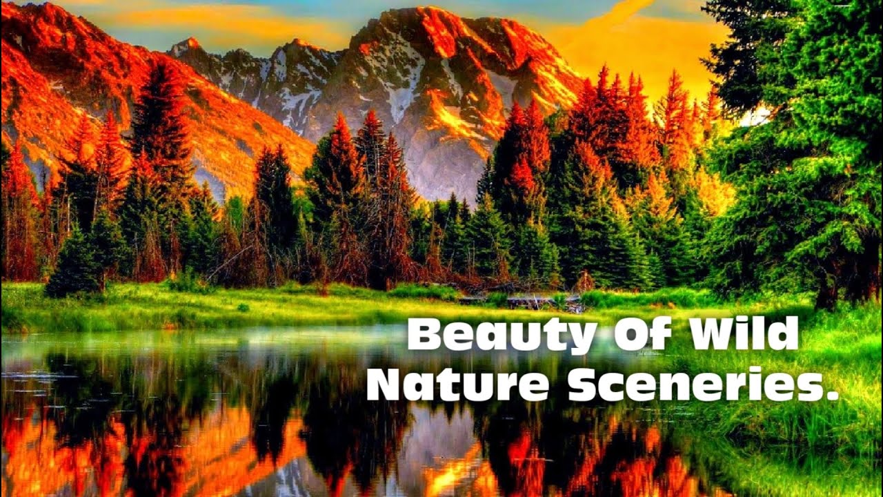 Beautiful Wild Nature Scenes... #wildnature #nature #naturalsceneries #forest #jungle #animals