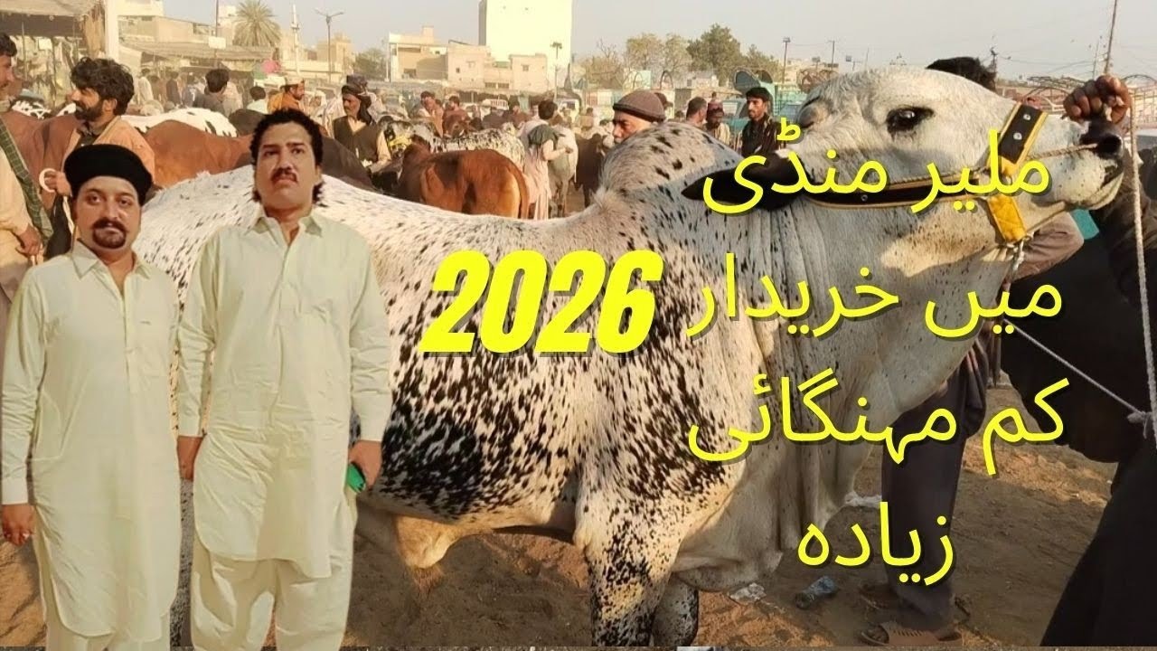 Malir Mandi 2026 🔥 Buyers Kam, Mehngai Zyada | Bull Price Today | Cattle Mandi Karachi
