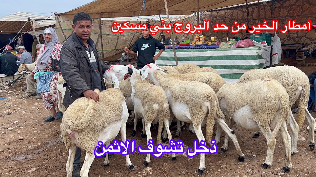 أنطار الخير اليوم من سوق حد البروج بني مسكين شهاذ الاثمن بتاريخ 21 شثنبر 2025