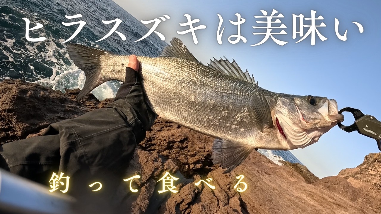 ヒラスズキを釣って食べる！地磯のルアーフィッシング【 鹿児島 】