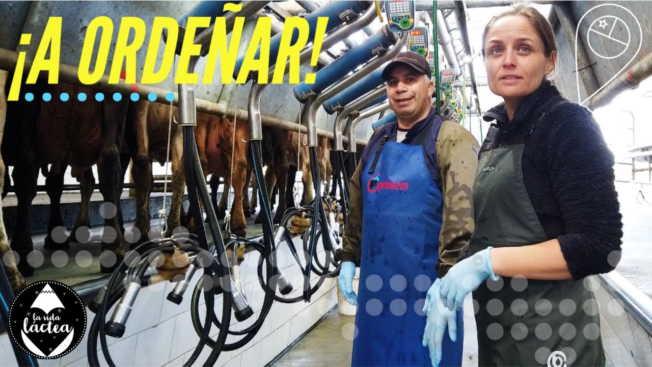 Así se ordeña la mejor leche del mundo