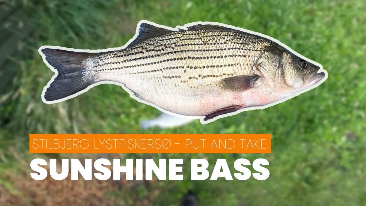 Sunshine Bass ved Stilbjerg Lystfiskersø - Put And Take