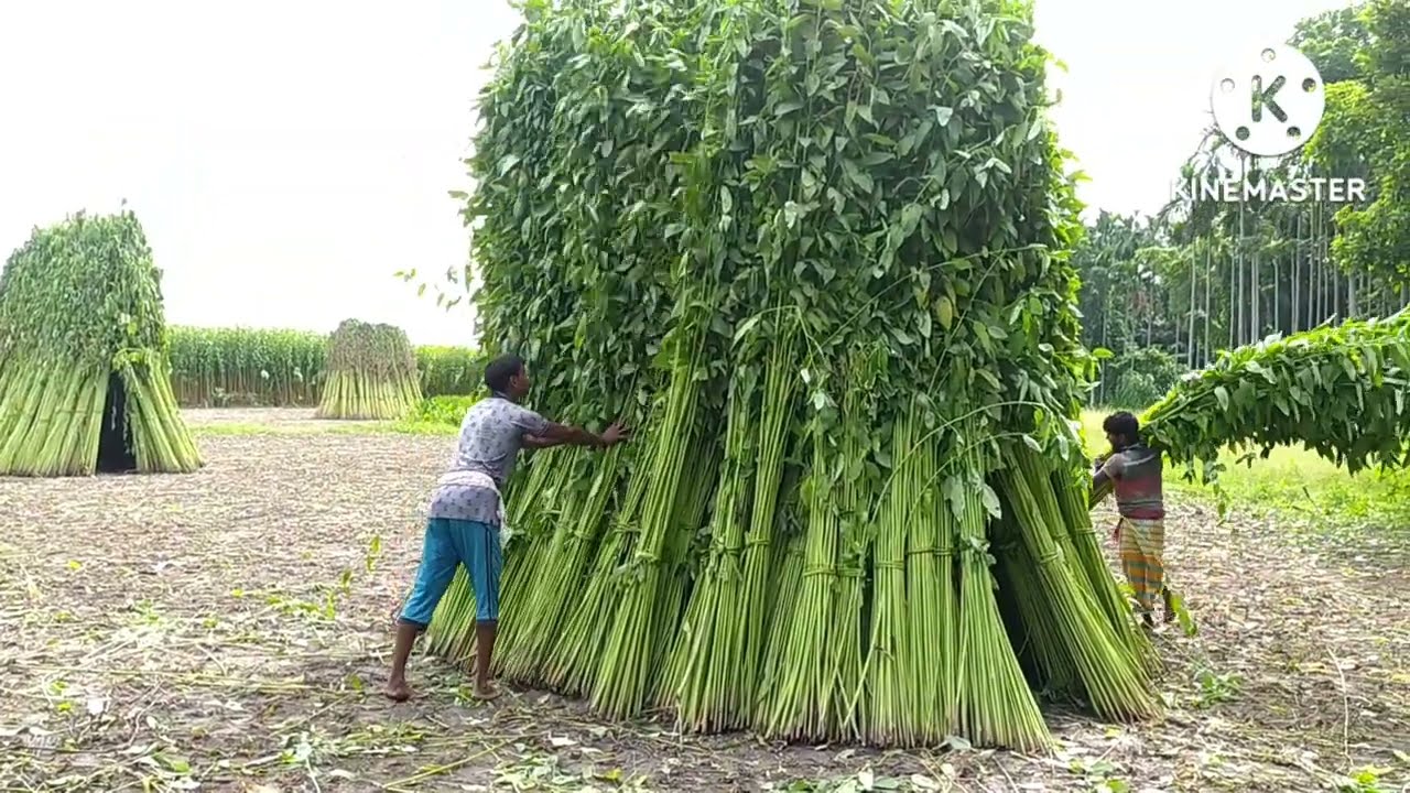 দুই বিঘা জমিতে পাটের আবাদে কত টাকা খরচ এবং কত টাকা লাভ হয়? শুনুন কৃষকের মুখে।Jute cultivation ।