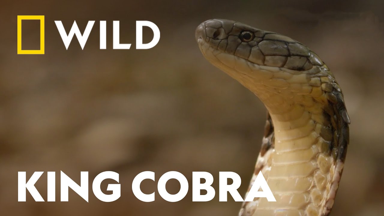 King Cobra vs King Cobra | Snake Bite | National Geographic WILD UK