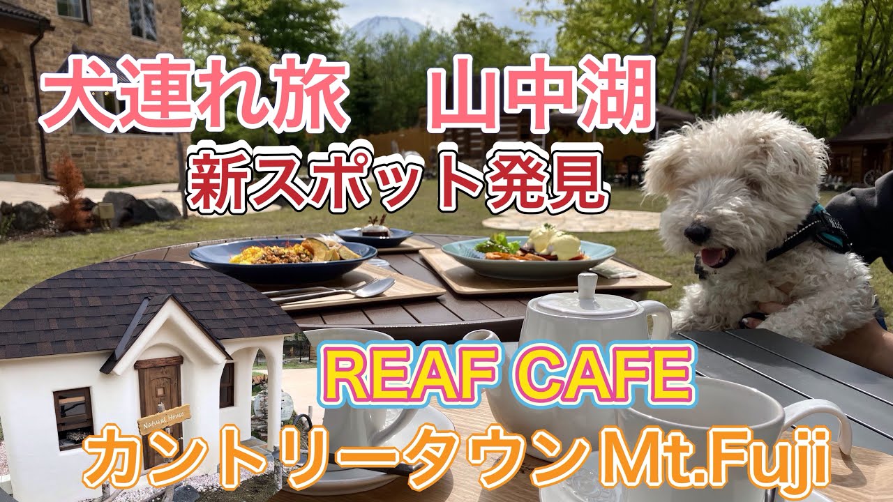 【犬連れ旅行　山中湖】新店発見！ Country Town Mt.Fuji, REAF CAFE ヨーロッパの田舎を感じる癒しの空間が新規オープン #ミシェマロ #ワイヤーフォックス #ダックス