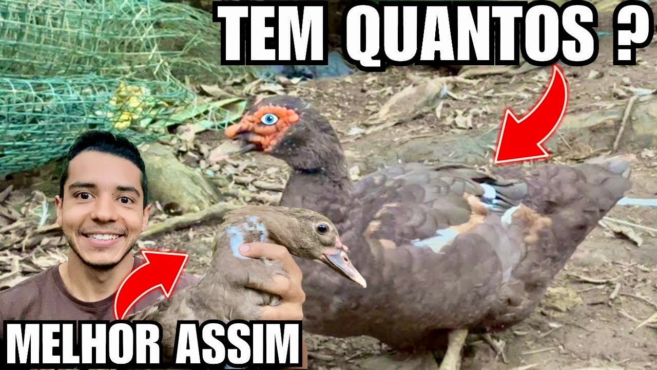Mostrando todos os PATOS CHOCOLATE da criação | Manejo de Patos | Arrumando filtro | Aves Recriar