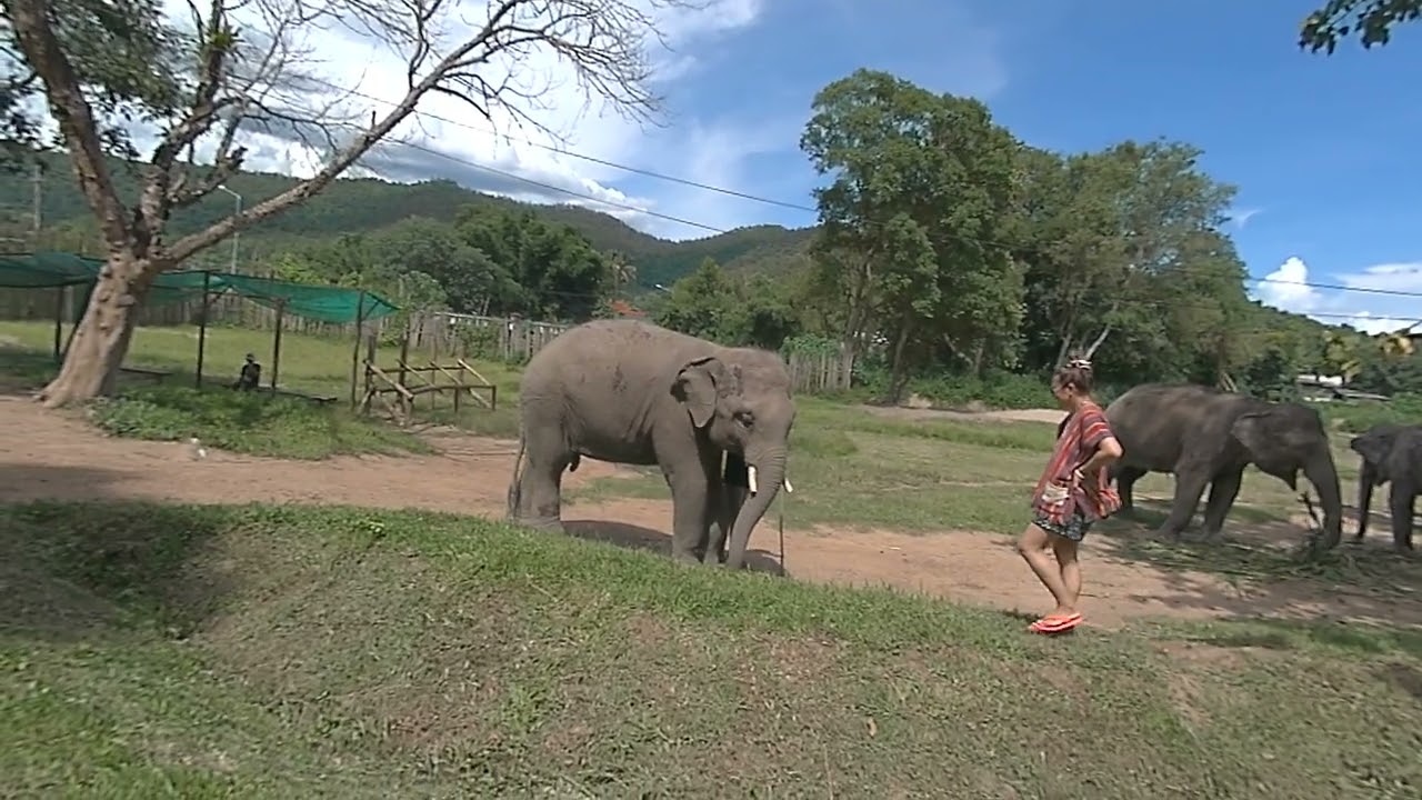 Elephant Tour (slow-mo)  Chiang Mai Thailand, 7/8/2023