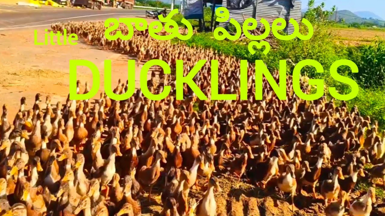 Little DUCKLINGS 