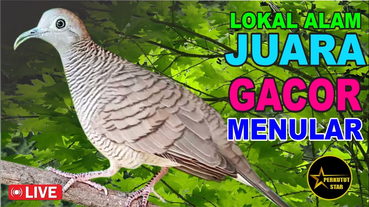 Perkutut Lokal Gacor alam liar - MASTER PIKAT AMPUH