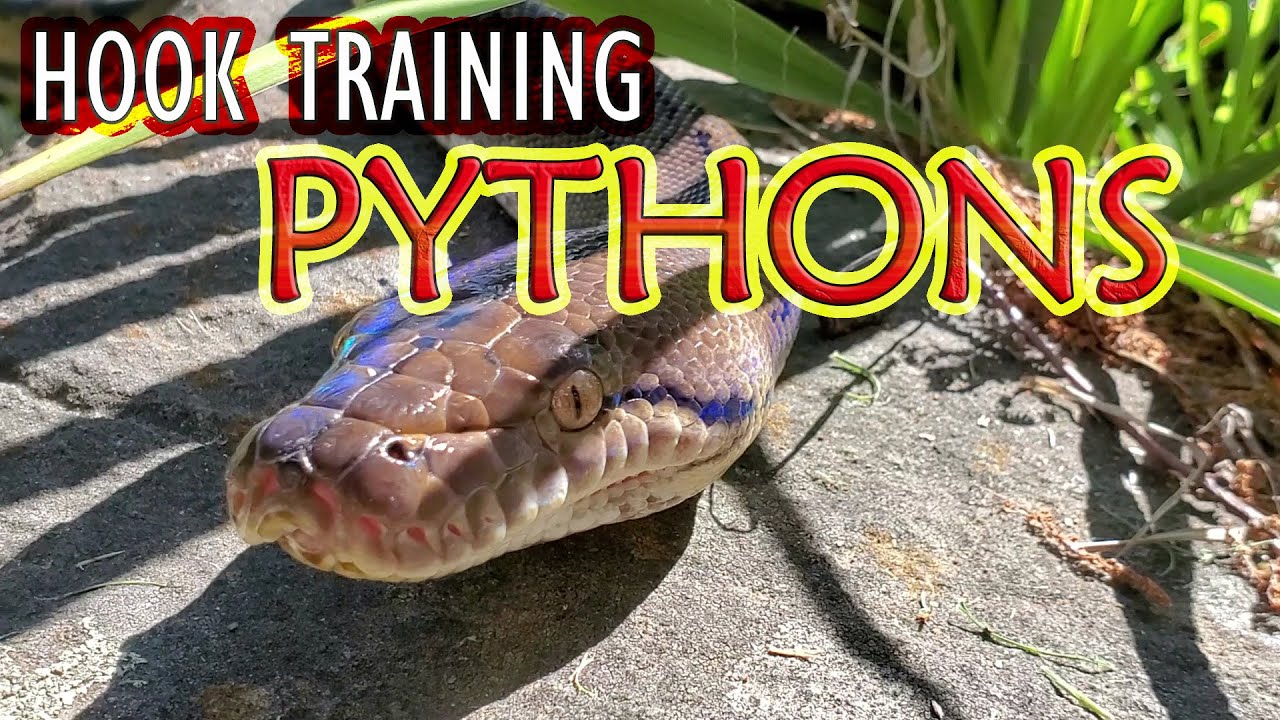 🐍Дрессировка сетчатых и бирманских питонов🐍