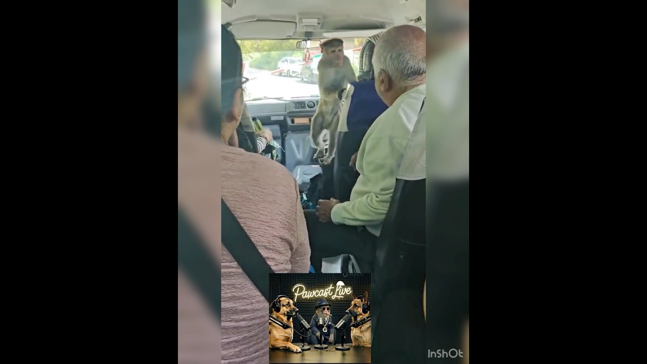 🎙️ Pawcast just went bananas 🍌🐾  Dog hosts welcome Monkey G. 