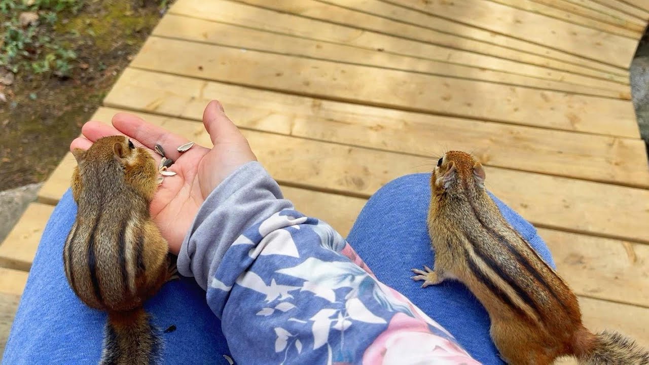 둘이 도대체 어떤 사이야? What's The Relationship Between Two Chipmunks?