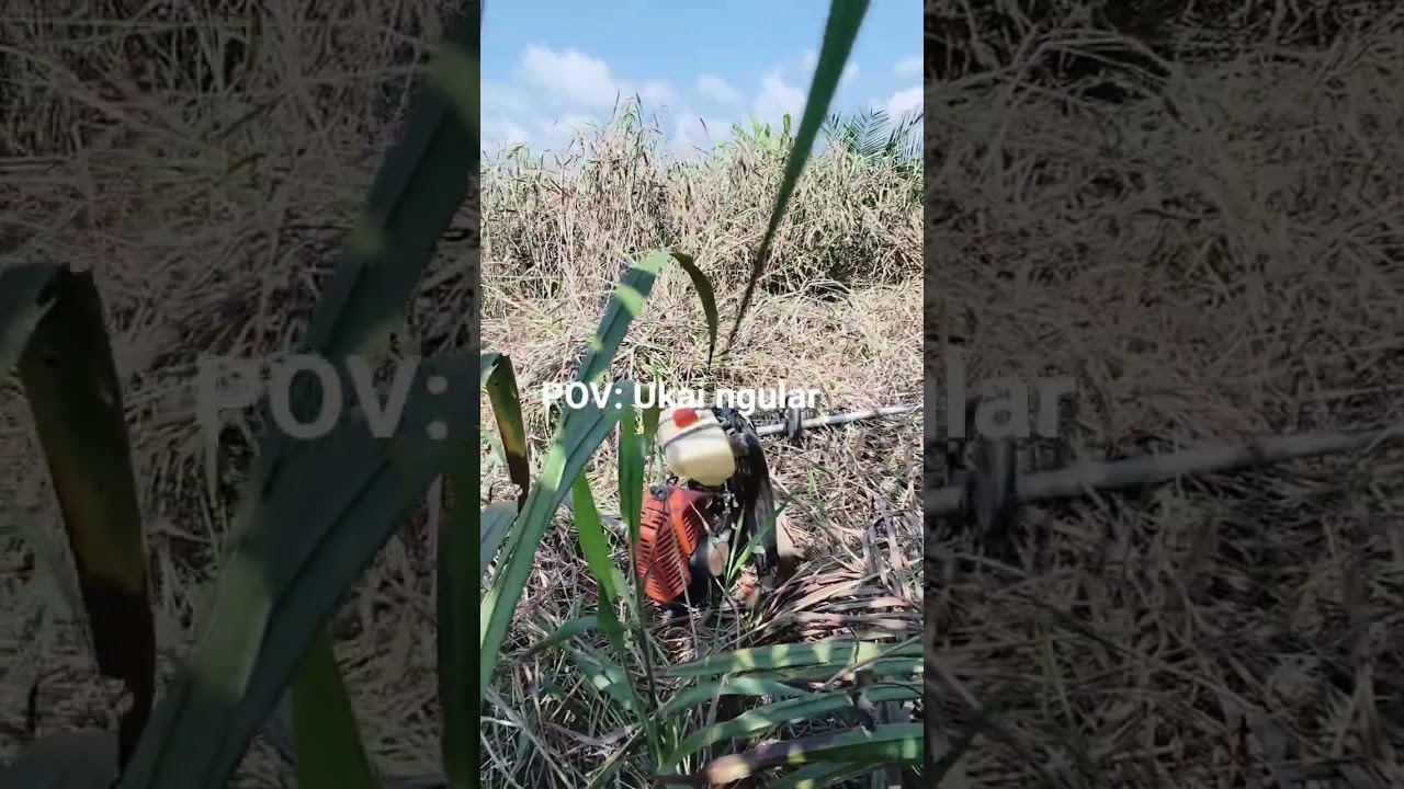 Ukai ngular au🤣 #kebun #petanisawit #anakkampung #cewek #cakep #gemoy #borneo #sarawak #iban #dayak