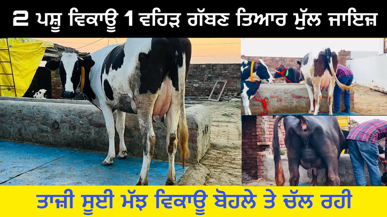 16-02-2025 ਰਵੀ ਕੋਲ 2 ਪਸ਼ੂ ਵਿਕਾਊ 1 ਮੱਝ 1 ਵਹਿੜ ਮੁੱਲ ਬਿਲਕੁਲ ਜਾਇਜ਼ ਪਿੰਡ ਠੱਠੀਆਂ ਖੁਰਦ ਤਰਨਤਾਰਨ 