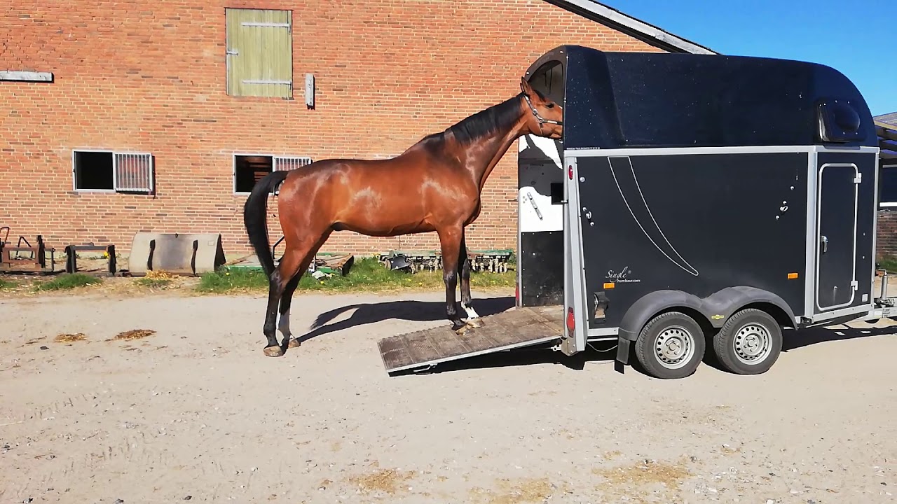 Trailerlæsning af kæmpestor Dansk Varmblod springhest, som ikke har lyst til at køre i hestetrailer