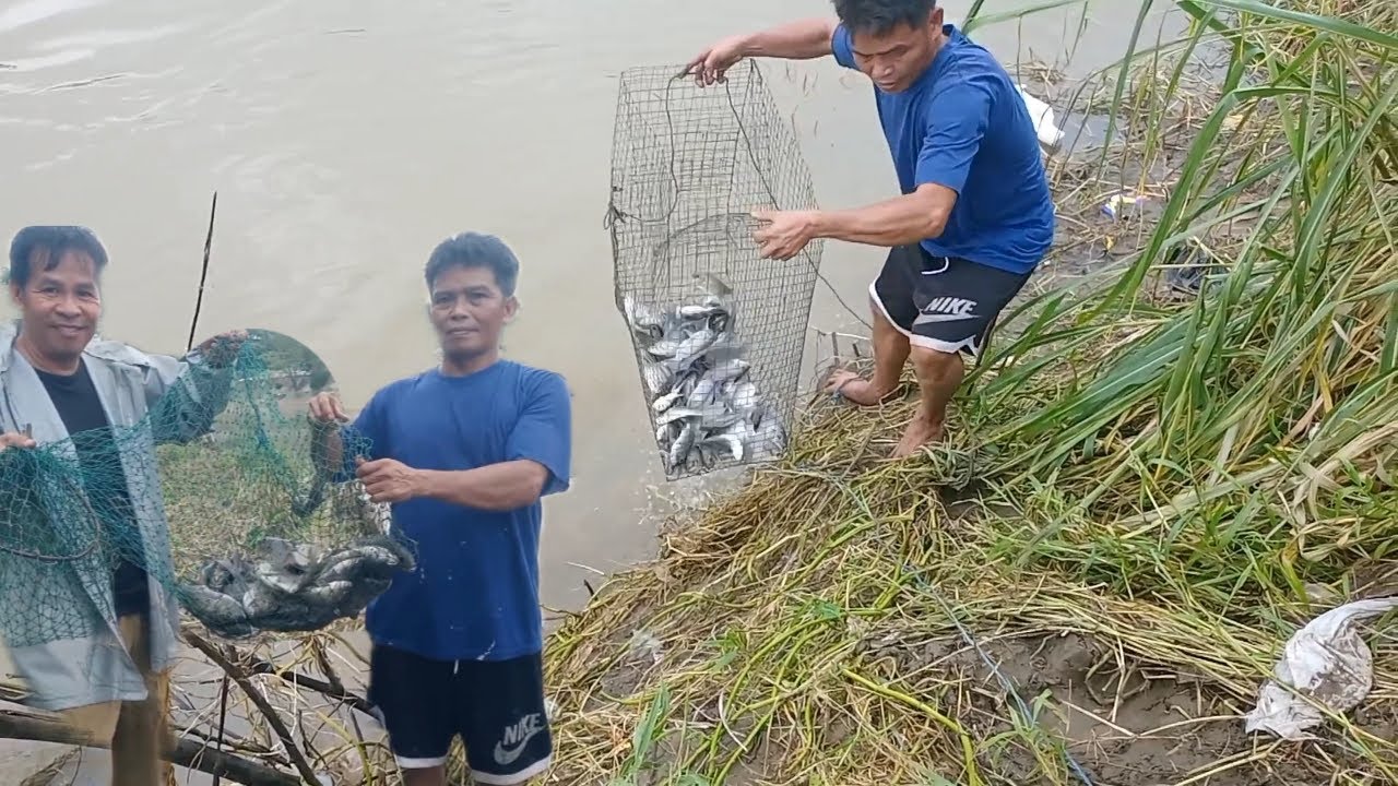 DAMING TILAPIA NANAMAN SA ILOG
