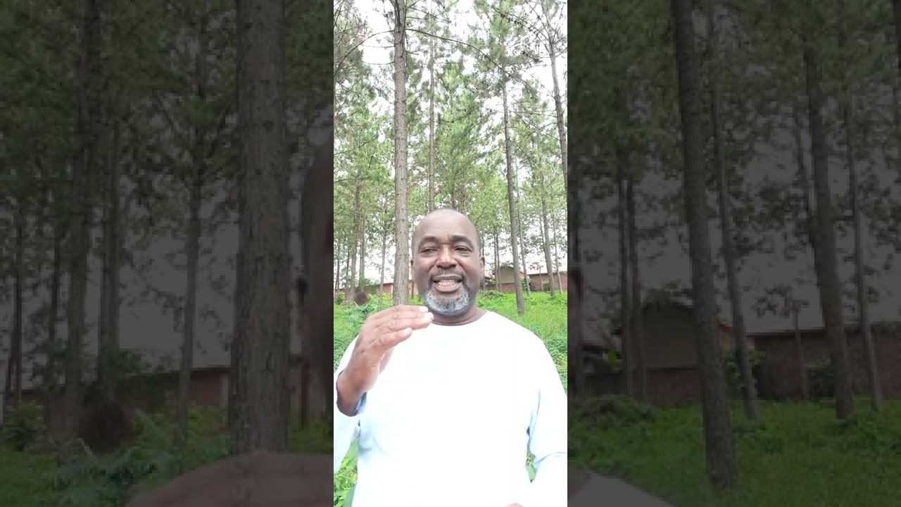 Pine tree growing in uganda.  part 2 Maintainace