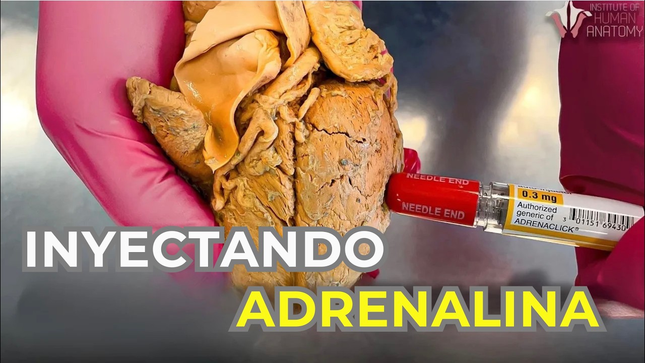Qué le hace la ADRENALINA a tu cuerpo