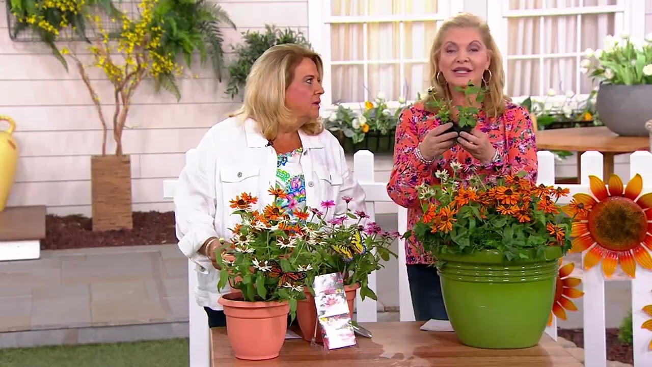 Ultimate Innovations 3pc Zahara Zinnia Live Plants on QVC
