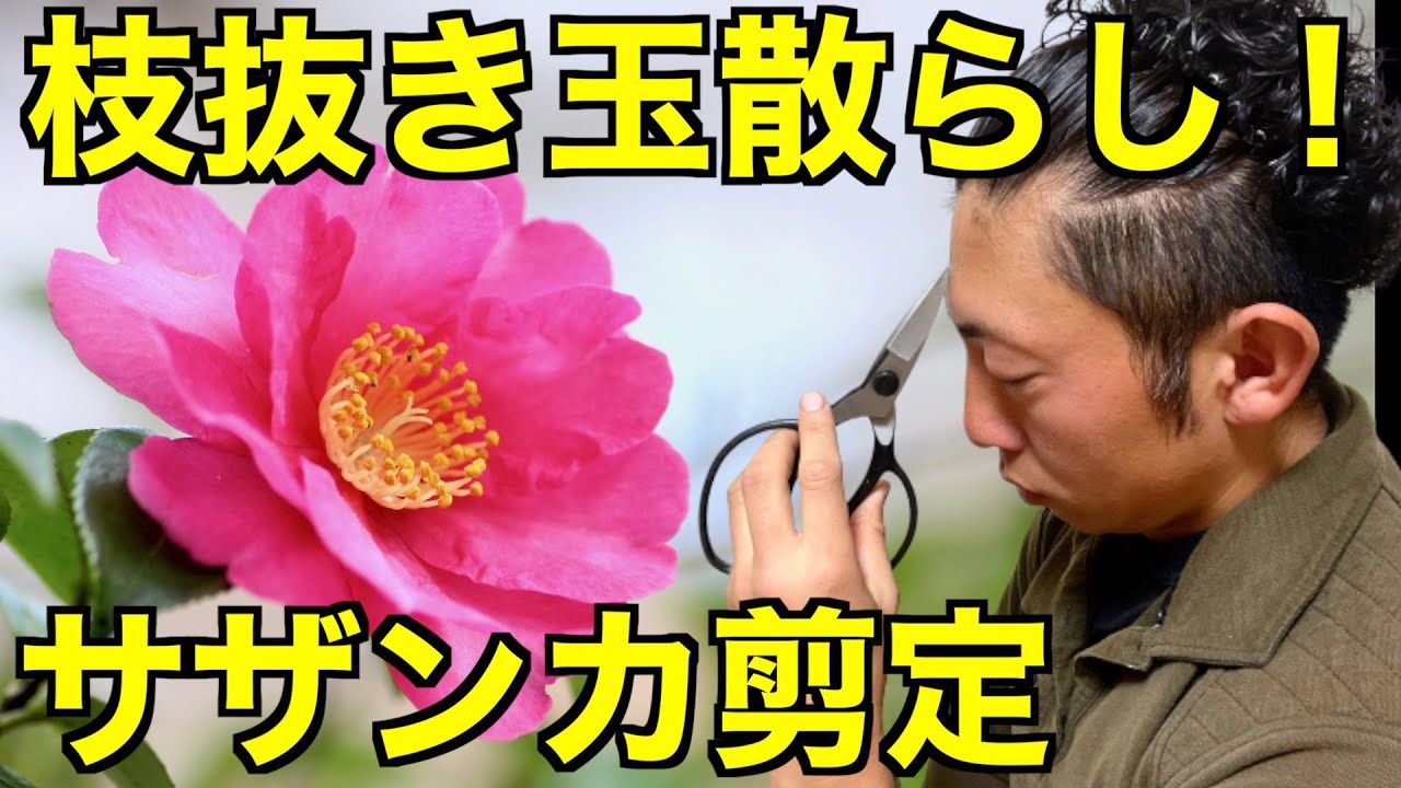 【庭師が教える　実演解説　 サザンカ　】自然風　枝抜き玉散らし（複合型）剪定　pruning