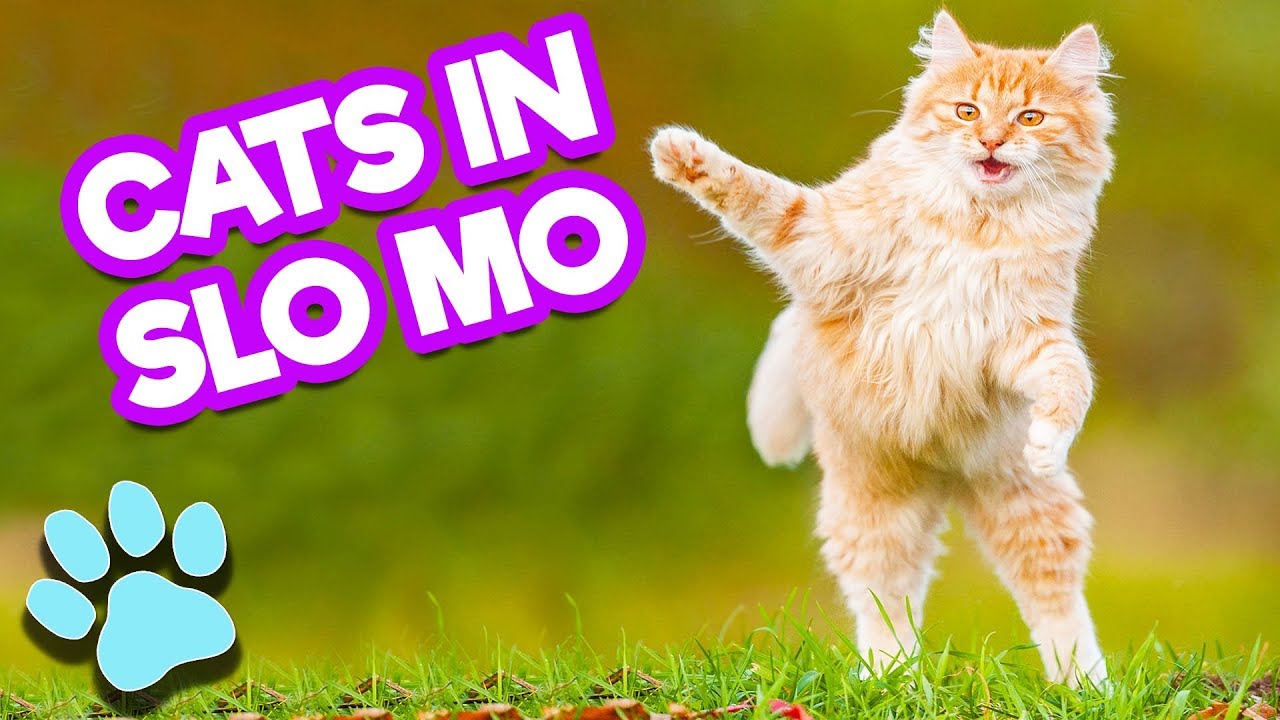 Cool Cats in Slow Motion | Funny Cats Compilation | #thatpetlife