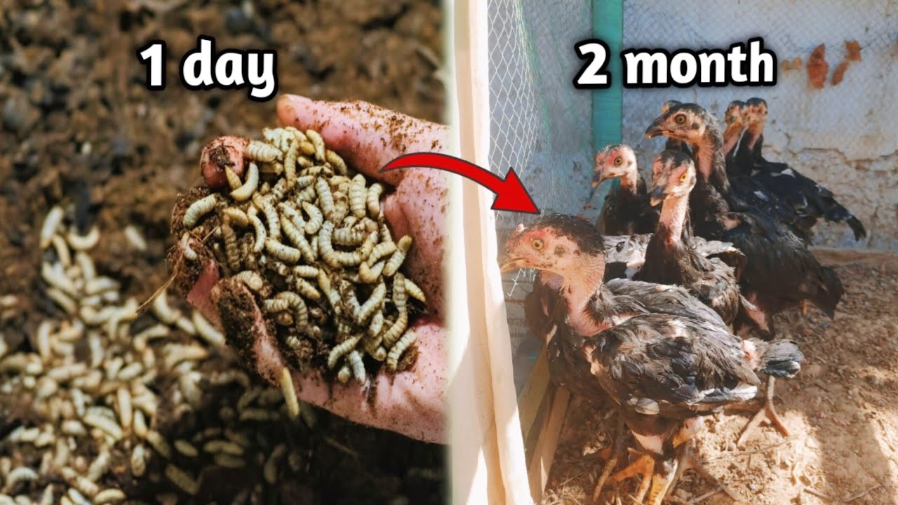 Homemade Healthy Food for Chicks to Grow || Best Result