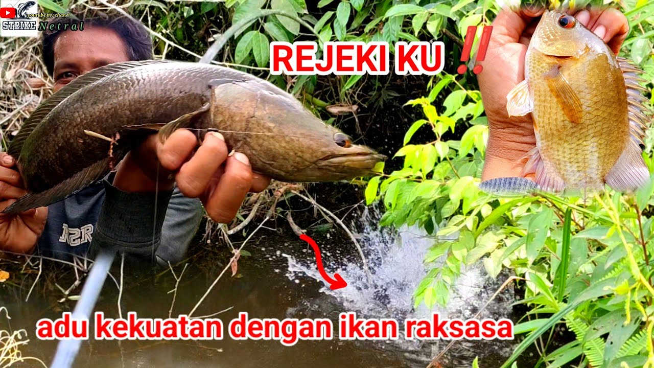 Pecah rekor‼️mancing tegek dapat kihung terbesar di pedalaman Riau,!!#SN-088