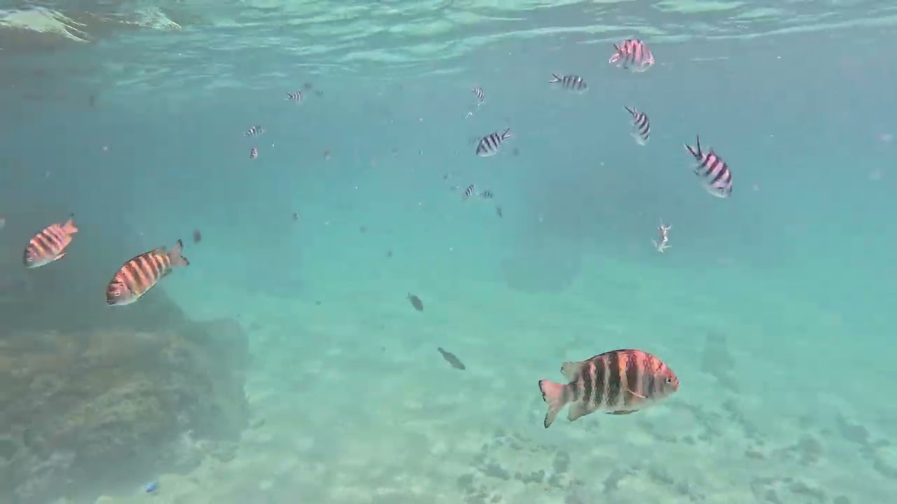 The Aquarium Snorkel Bora Bora 