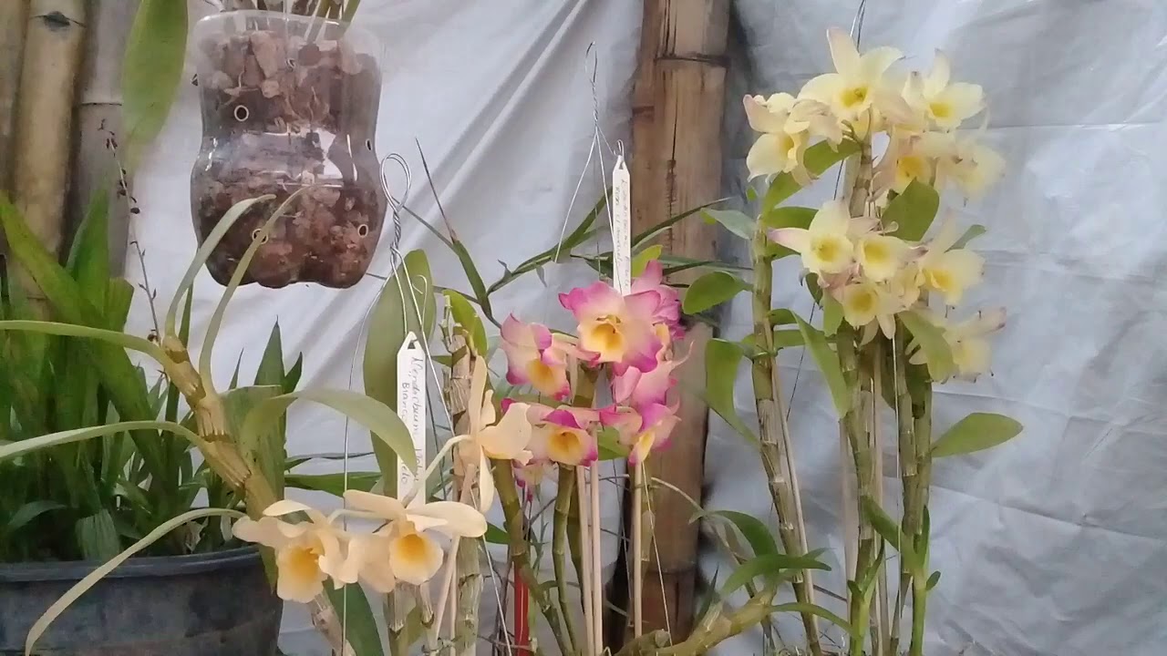 DENDROBIUM NOBILE E SEU CULTIVO