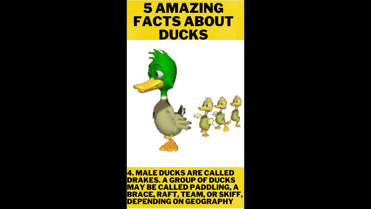 Beautiful Dancing Ducks And Amazing Facts About Ducks #Shorts