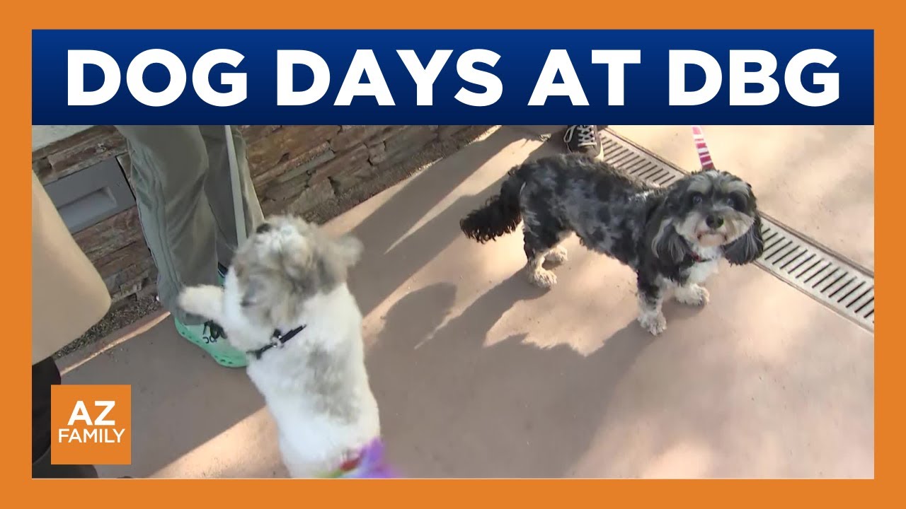 Desert Botanical Garden hosting 'Dog Days'