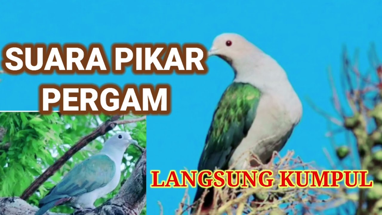 SUARA PIKAT BURUNG PERGAM