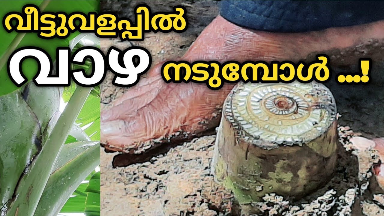 വീട്ടുവളപ്പിൽ വാഴ നടുമ്പോൾ പ്രധാനമായും ശ്രദ്ധിക്കേണ്ട കാര്യങ്ങൾ | How to Grow Bananas at Home