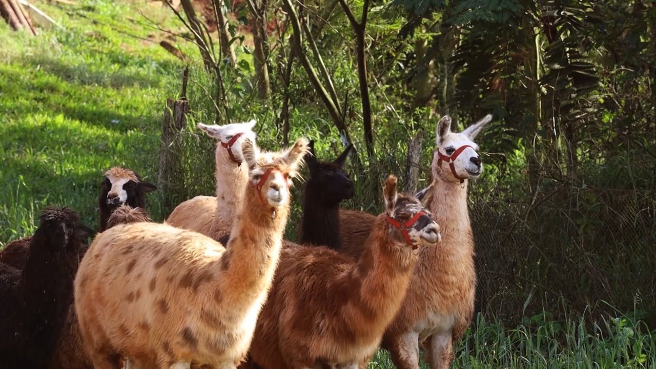 Fazenda cria animais exóticos em Francisco Beltrão