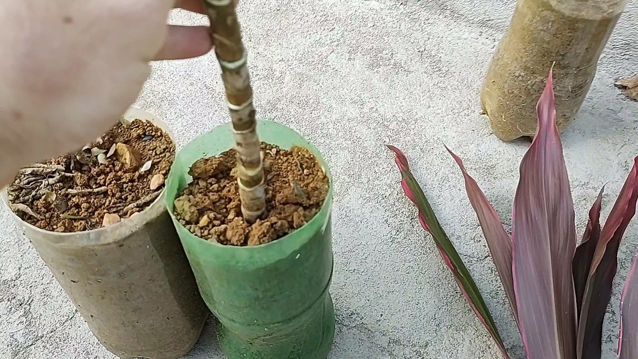 COMO MULTIPLICAR DRACENA | Cordyline | Coqueiro de vênus | Parte 03