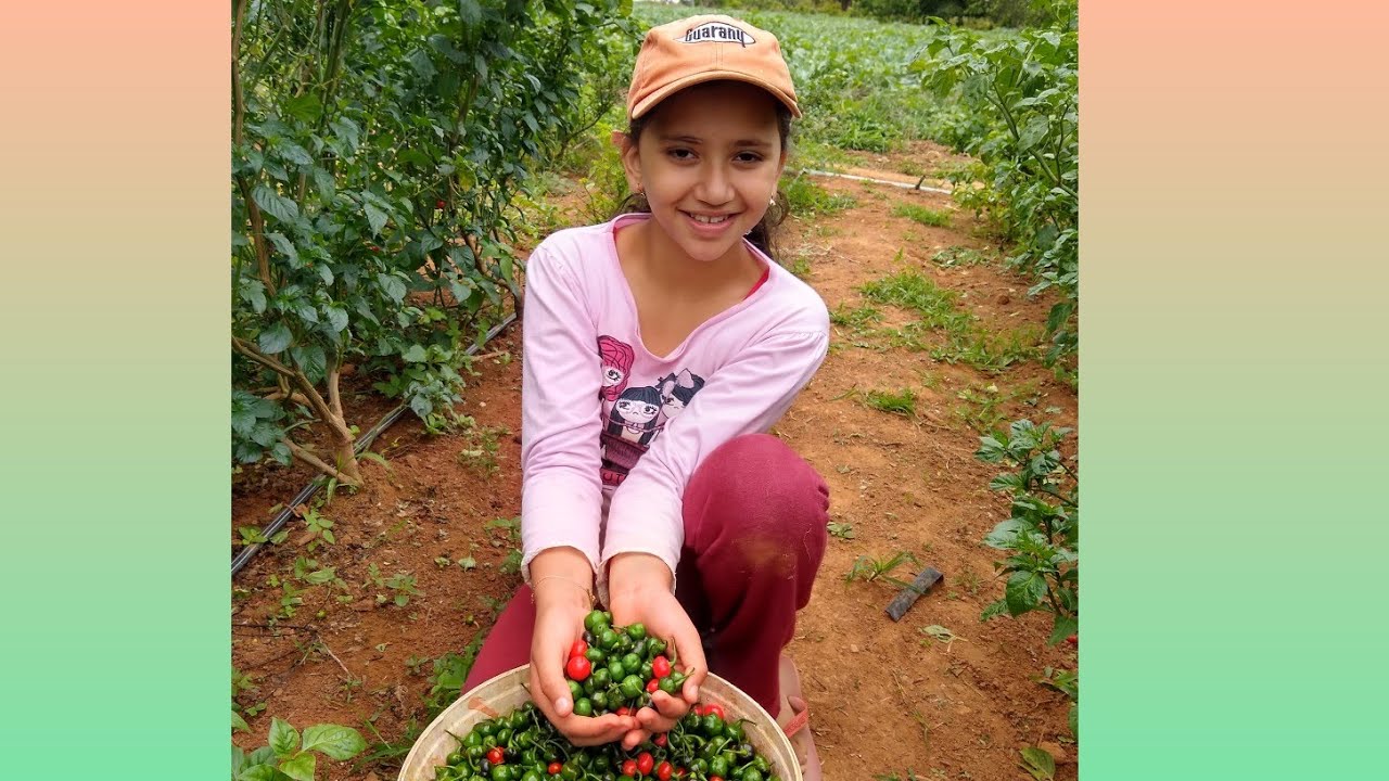 colheita pimenta bode/irmaos mg