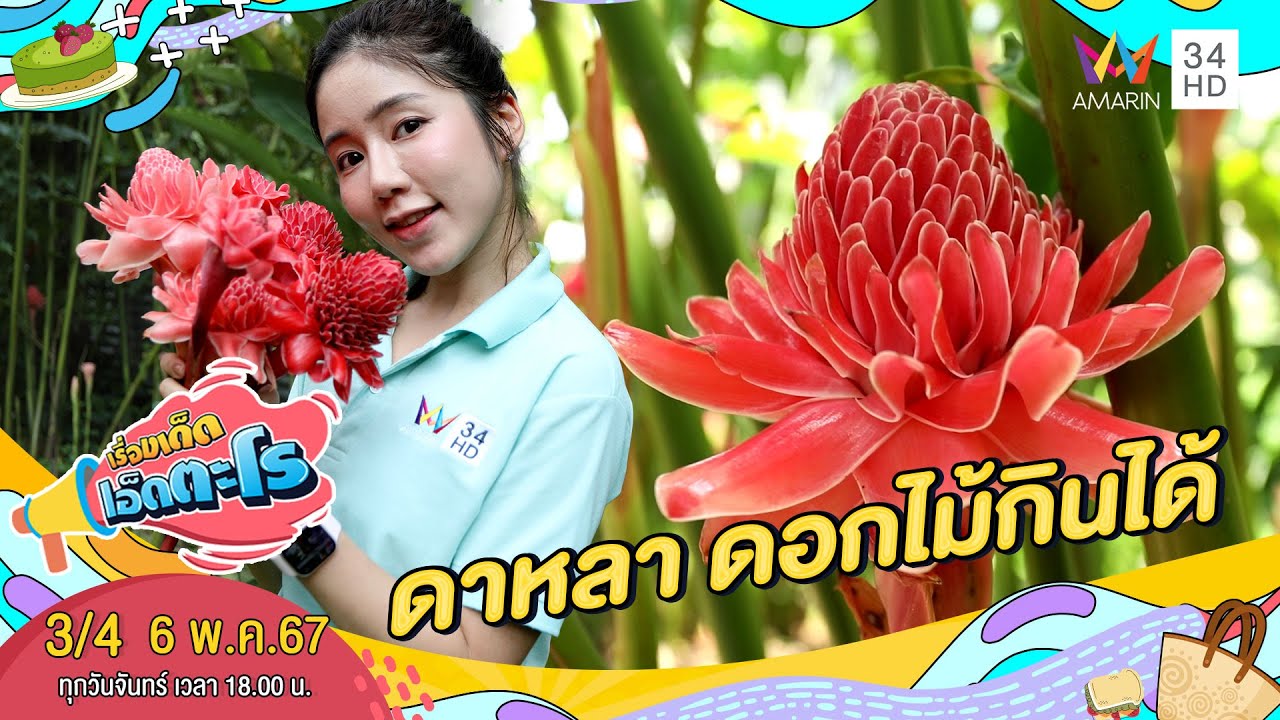 ดาหลา ดอกไม้กินได้ | เรื่องเด็ดเอ็ดตะโร |  6 พ.ค.67 (3/4)