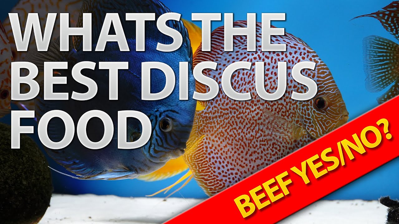 What is the best food for Discus fish?