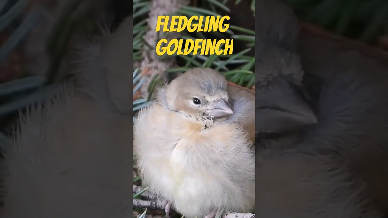 Baby Bird Sitting in a Tree