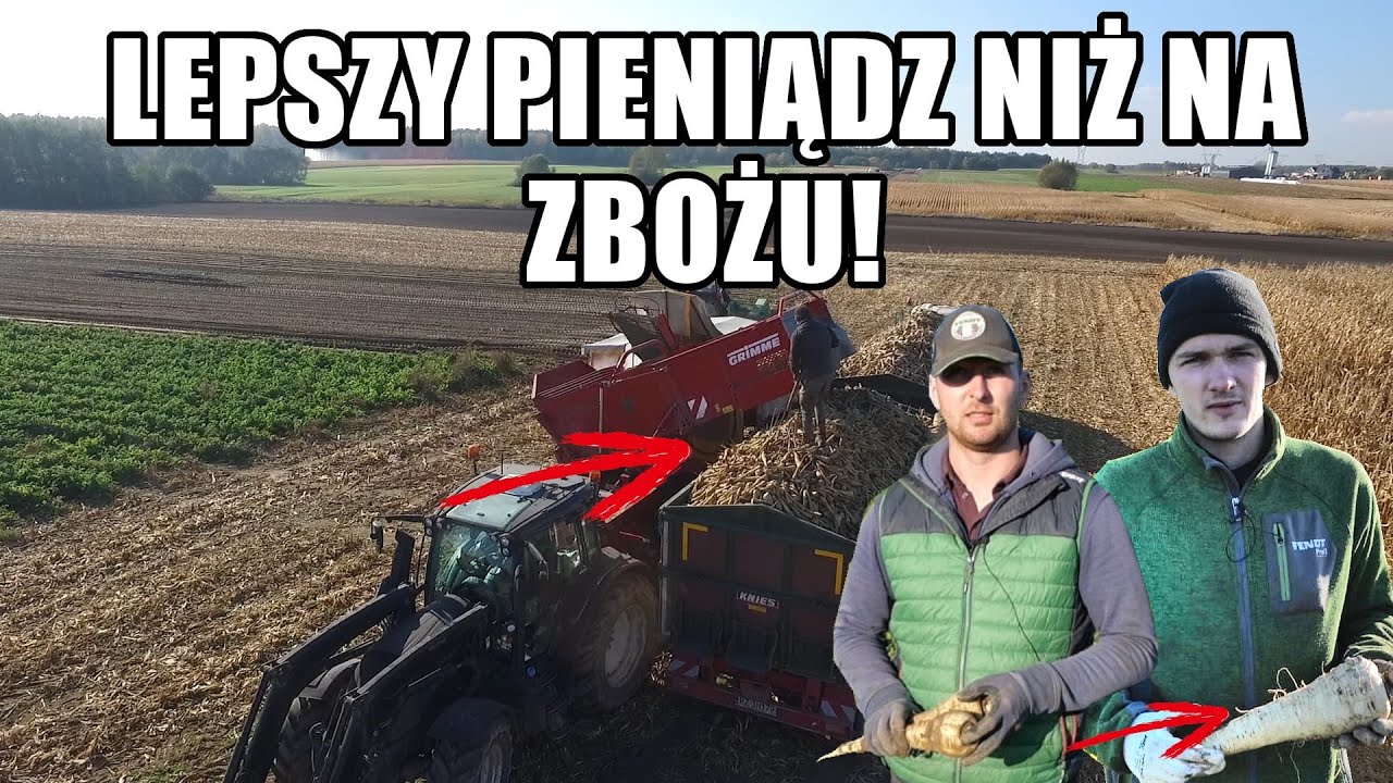 Postawili na uprawę pasternaku i cykorii, bo na zbożach jest zbyt niska opłacalność!