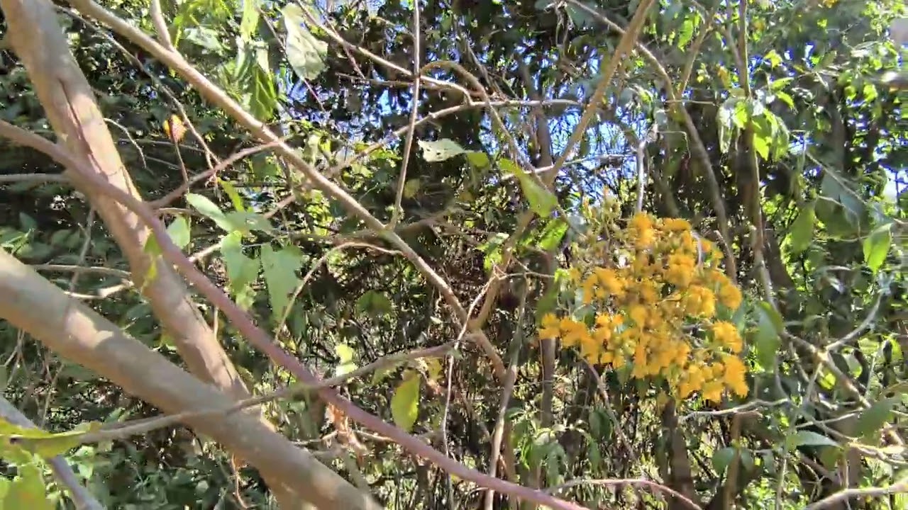 Abejas trabajando