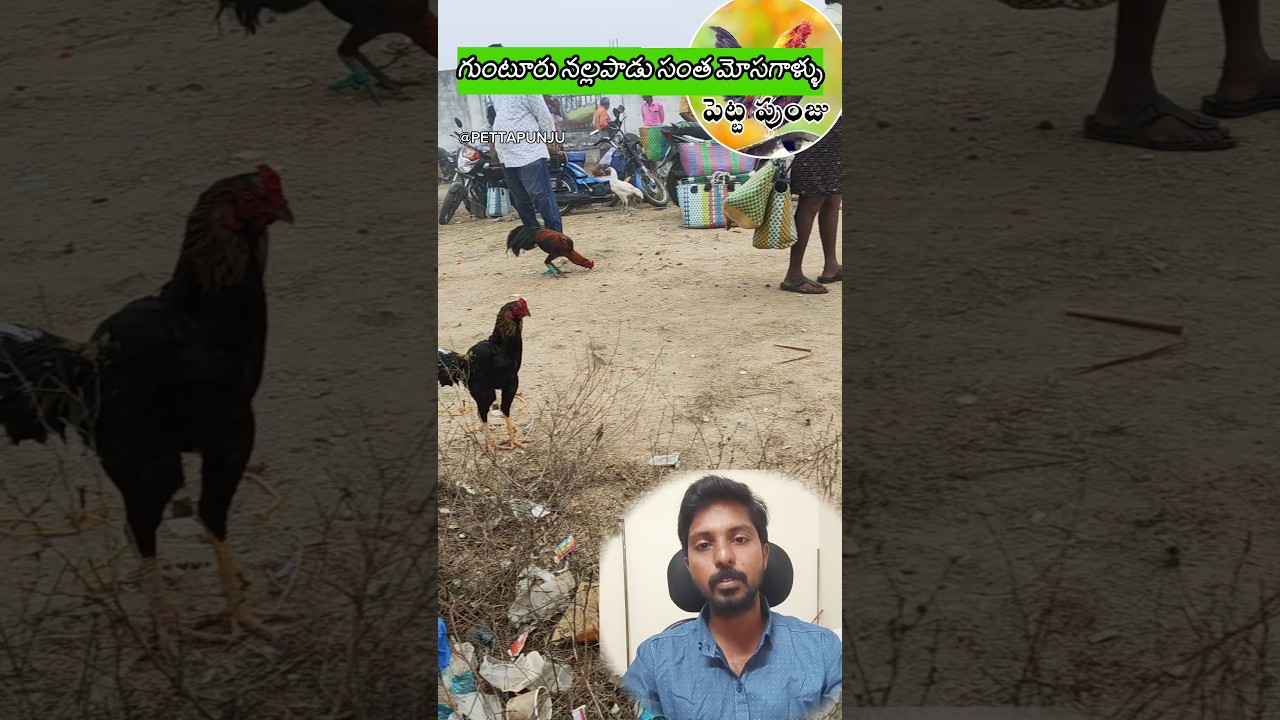 నల్లపాడు సంతలో మోసగాళ్ళు... రైతన్నలు బేరగాళ్లు మీరు జర జాగ్రత్త... #kollu #guntur #sales #pettapunju