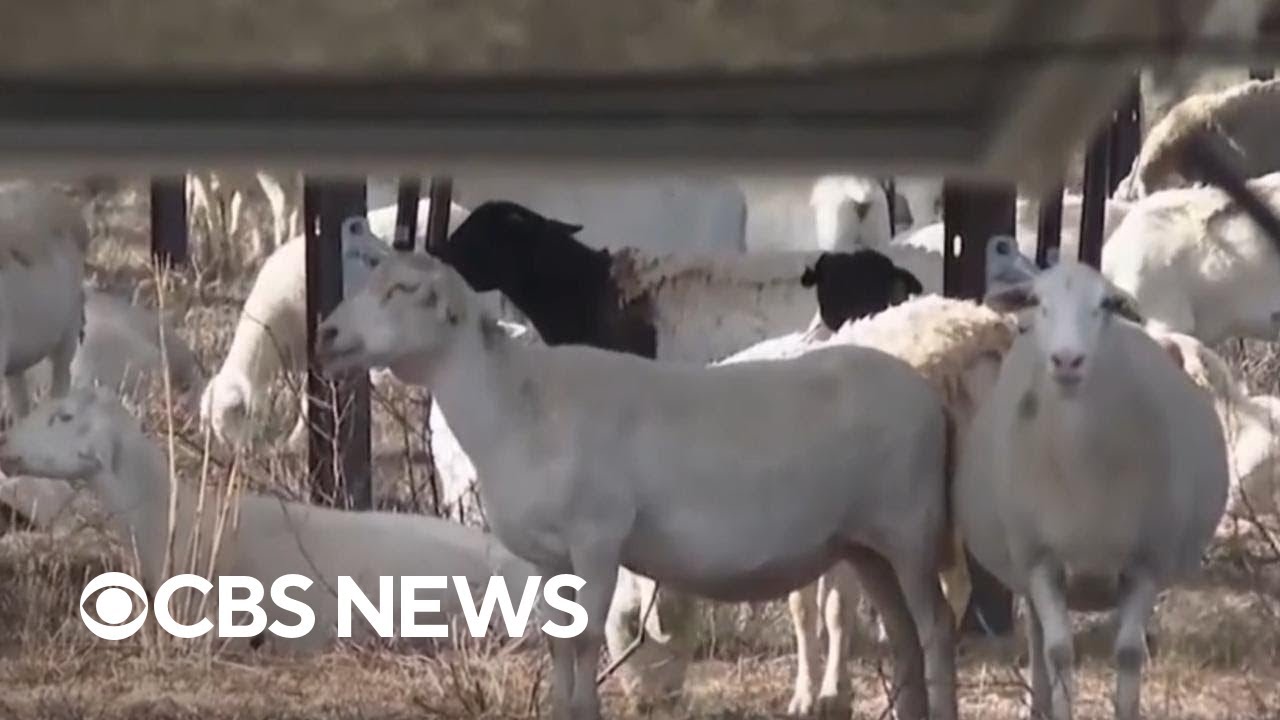 Solar industry using sheep to keep vegetation in check