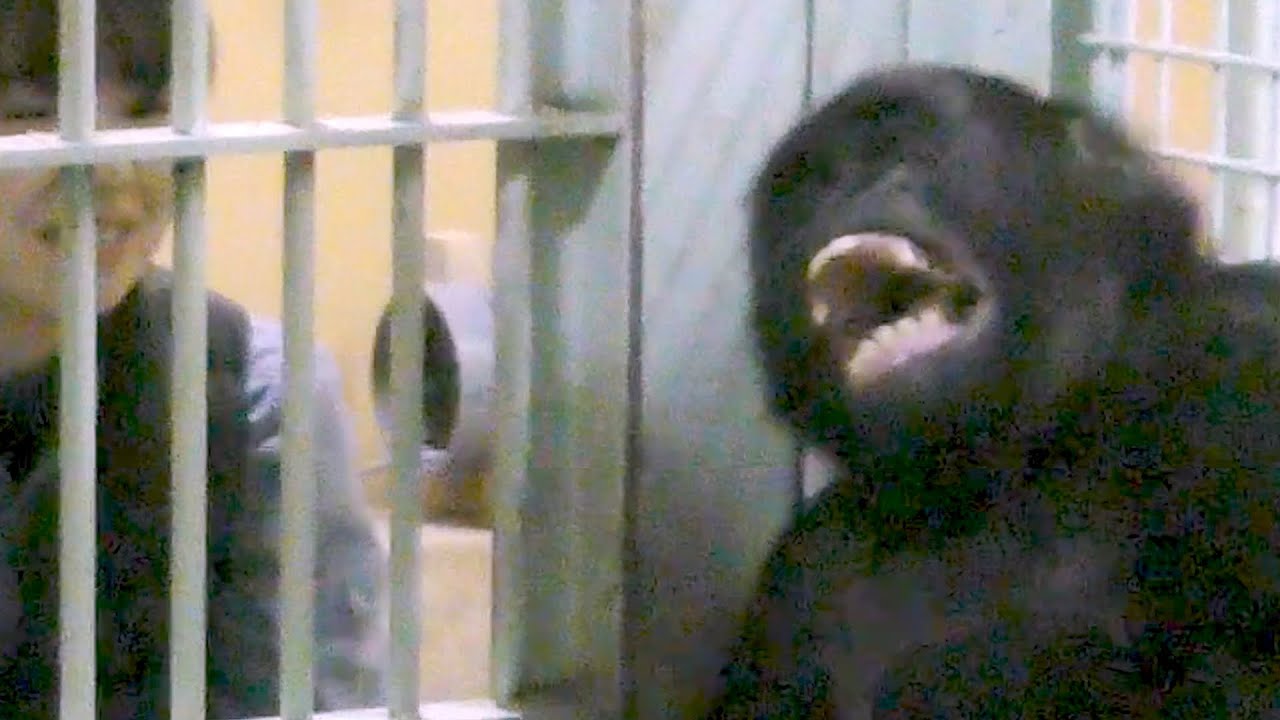 ゴリラのゲンタロウ、飼育員さんとラブラブ💗【京都市動物園】