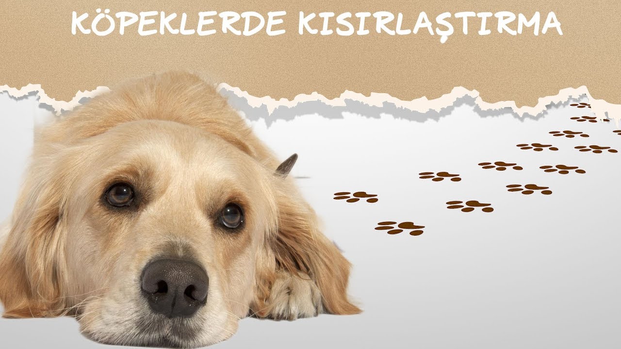 KÖPEK BAKIMI │KÖPEKLERDE KISIRLAŞTIRMA