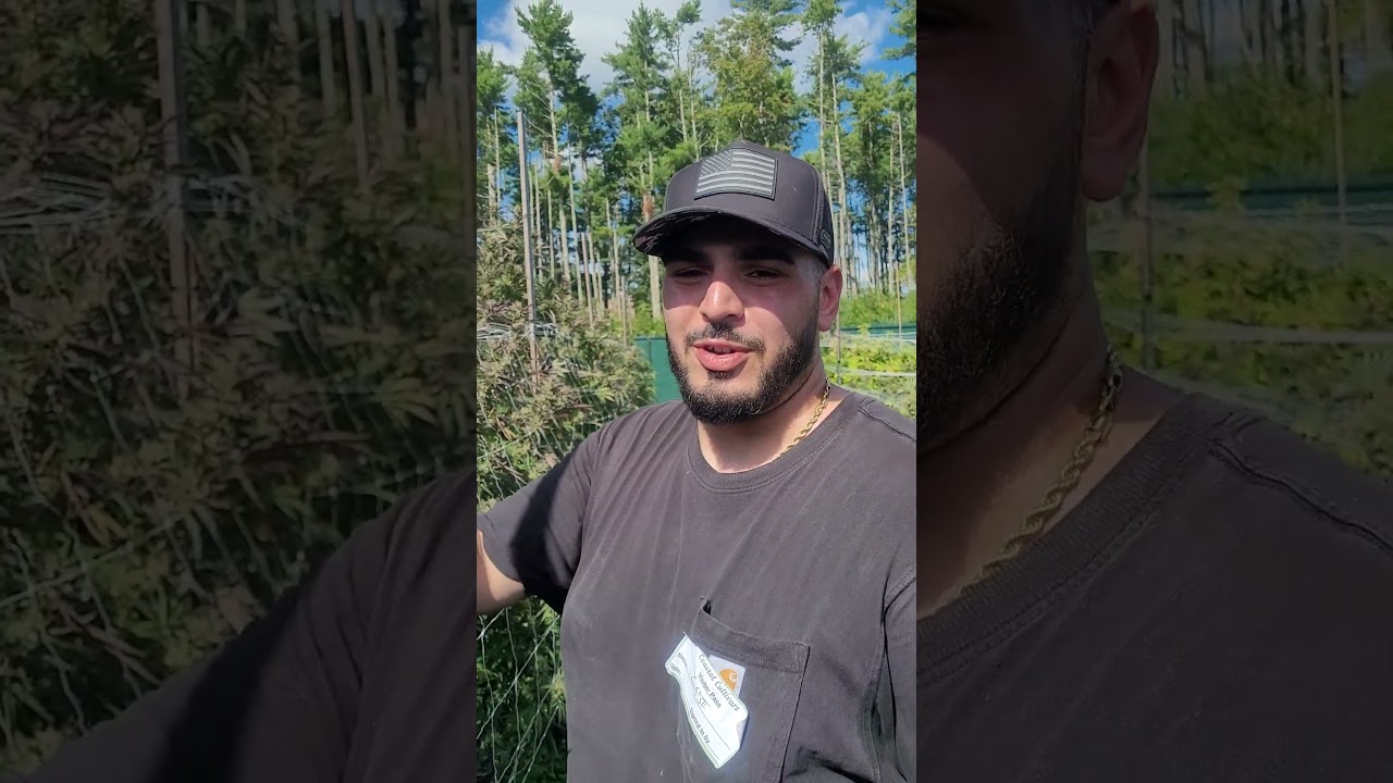 What Kind Of Cannabis Plant Makes For A Great Melt