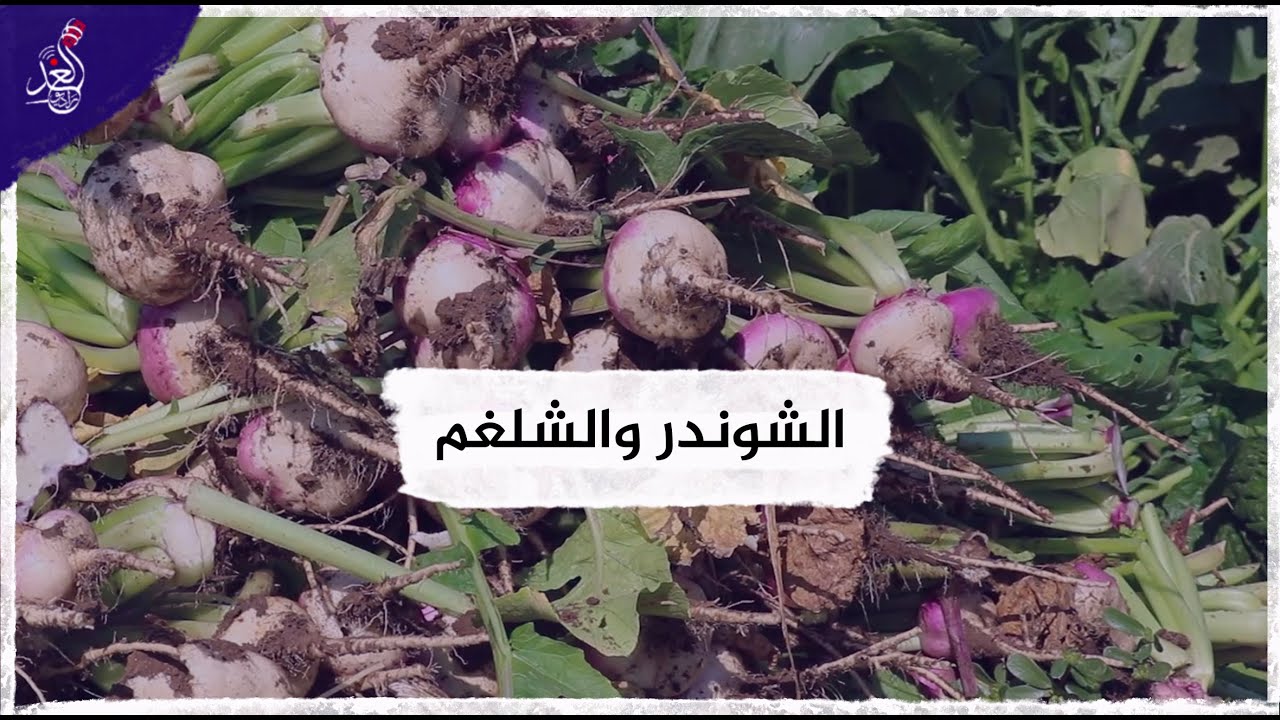 موسم قطف الشوندر والشلغم في الموصل